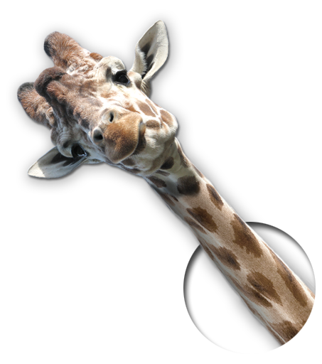 Bild von Giraffe fehlt