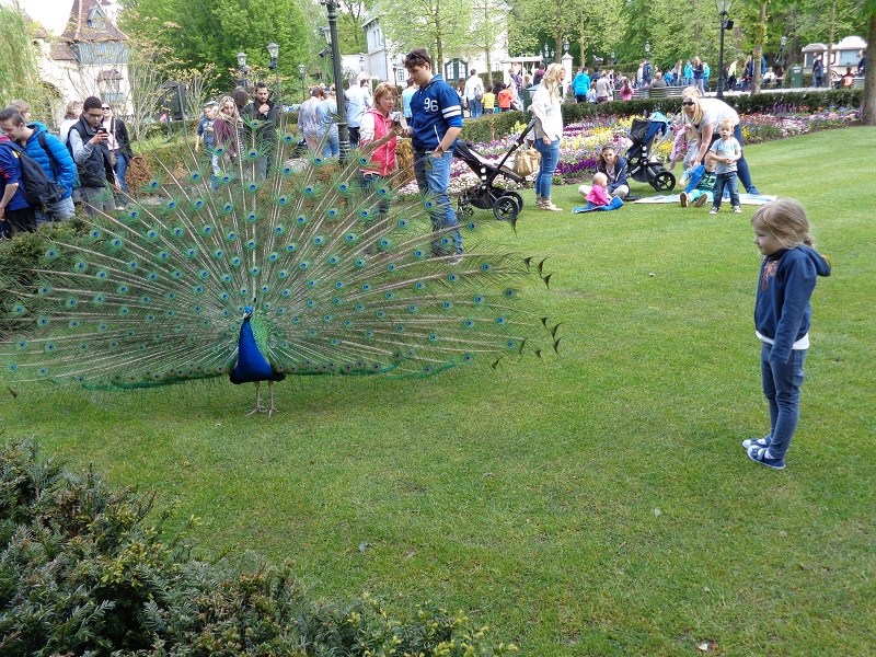 Bild im Zoo fehlt